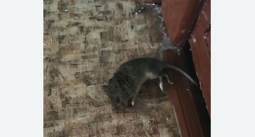 Дезинфекция от мышей в Новокуйбышевске