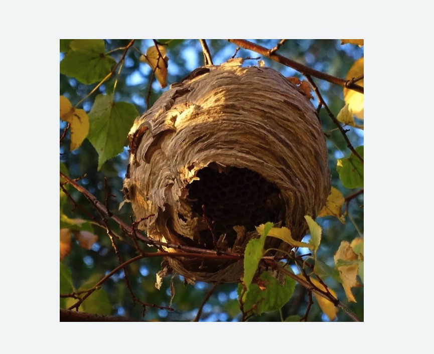 Обработка от шершней в Новокуйбышевске