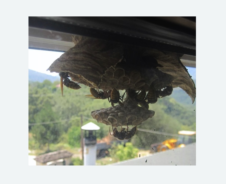 Уничтожение гнёзд шершней в Новокуйбышевске