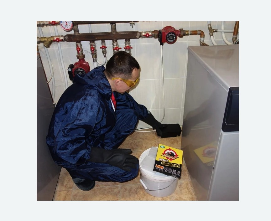 Уничтожение крыс в Новокуйбышевске