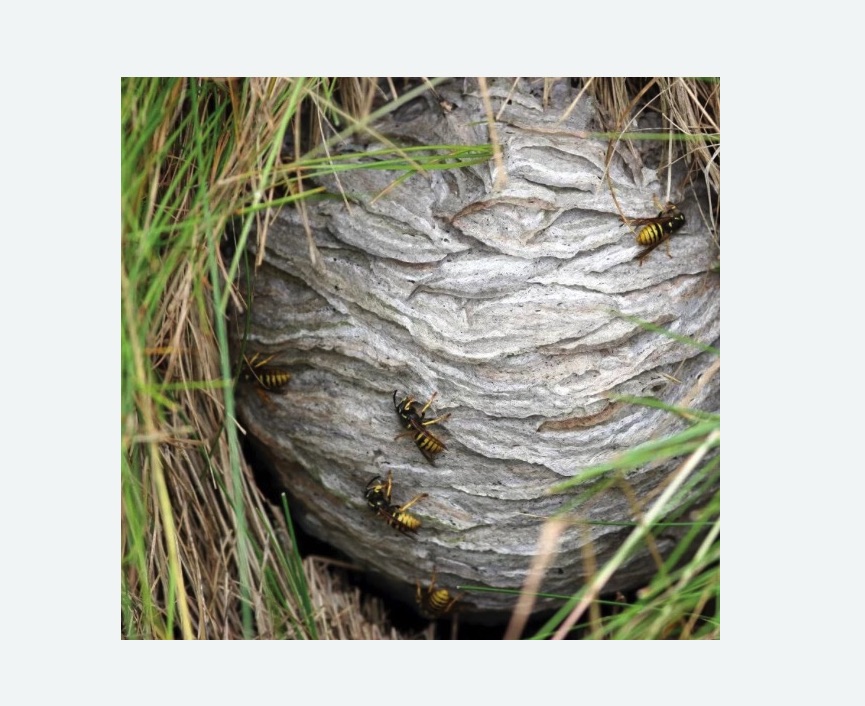 Уничтожение ос и ульев в Новокуйбышевске